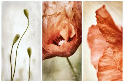 Erdiges Mohn-Triptychon von Gustav Davidsson
