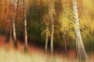Goldener Birkenwald von Gustav Davidsson