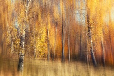 Goldener Birkenwald von Gustav Davidsson