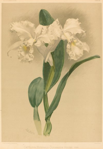 Cattleya Mendelii Quorndon House Var. von Gustav Leutzsch after Henry George Moon