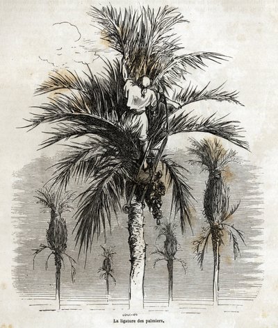 Die Bindung der Palmen in Elche, um die Weiße zu bewahren, um sie zu flechten, Zeichnung von Gustave Doré (1832-1883), um seine Reise nach Spanien im Jahr 1862 zu illustrieren, mit Ch. Davillier. Gravur in "Le tour du monde", herausgegeben von E von Gustave Dore