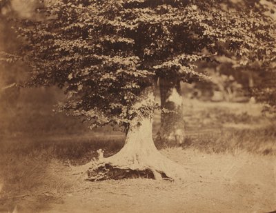 Buche, Wald von Fontainebleau, ca. 1856 von Gustave Le Gray