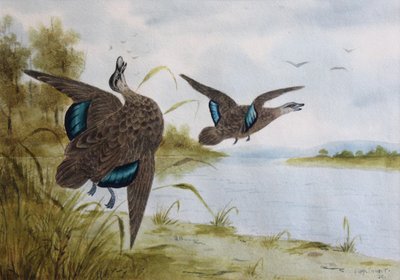 Pazifische Schwarzenten von H. H. Calvert