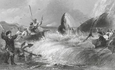 Der Wal an Land (Gravur) von H. Melville