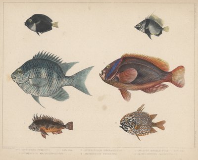 1. Etroplus Fumosus, 2. Heniochus Macrolepidotus, 3. Glyphisodon Smaragdinus, 4. Amphiprion Frenatus, 5. Apistus Rubrippinis, 6. Monocentris Japonicus von H. Patterson