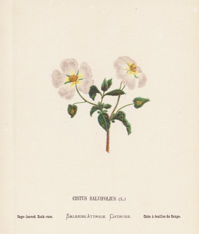Wildblumen des Heiligen Landes: Cistus Salvifolius; Salbeiblättrige Zistrose (farbige Gravur) von Hannah Zeller