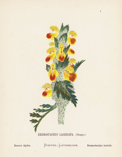 Wildblumen des Heiligen Landes: Eremostachys Laciniata, Bunge; Wüsten-Spike von Hannah Zeller