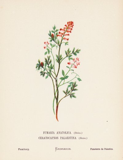 Wildblumen des Heiligen Landes: Fumaria Anatolica, Boiss, Ceratocapnos Palaestina, Boiss; Erdrauch von Hannah Zeller