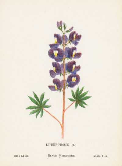 Wildblumen des Heiligen Landes: Lupinus Pilosus; Blauer Lupin (farbige Gravur) von Hannah Zeller