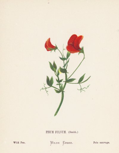 Wildblumen des Heiligen Landes: Pisum Fulvum, Smith; Wilde Erbse von Hannah Zeller