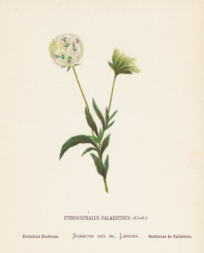 Wildblumen des Heiligen Landes: Pterocephalus Palaestinus, Coult; Palästina-Skabiose von Hannah Zeller
