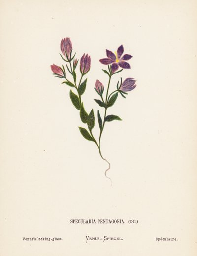 Wildblumen des Heiligen Landes: Specularia Pentagonia; Venusspiegel von Hannah Zeller