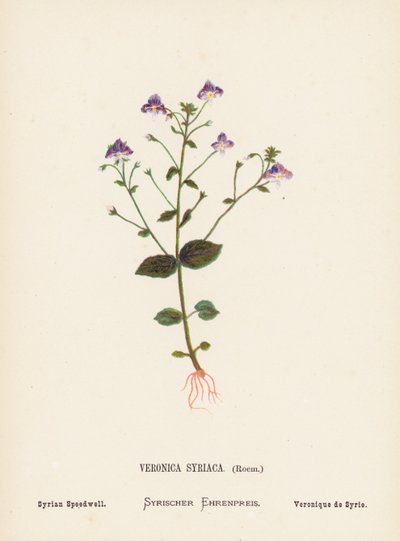 Wildblumen des Heiligen Landes: Veronica Syriaca, Roem; Syrischer Ehrenpreis von Hannah Zeller