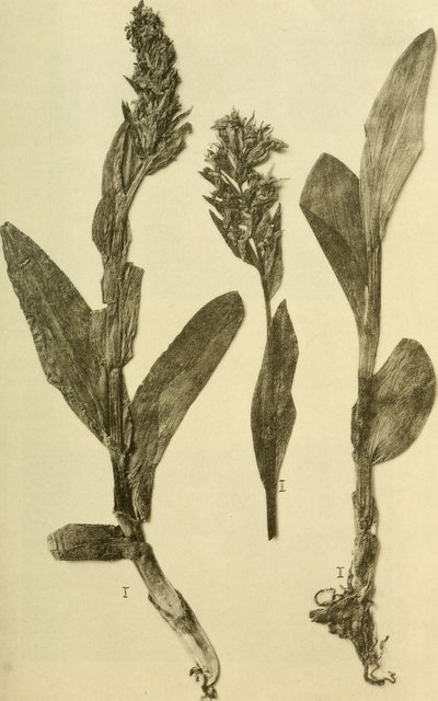 Annalen des K.K. Naturhistorischen Hofmuseums (1914) von Hans Fleischmann