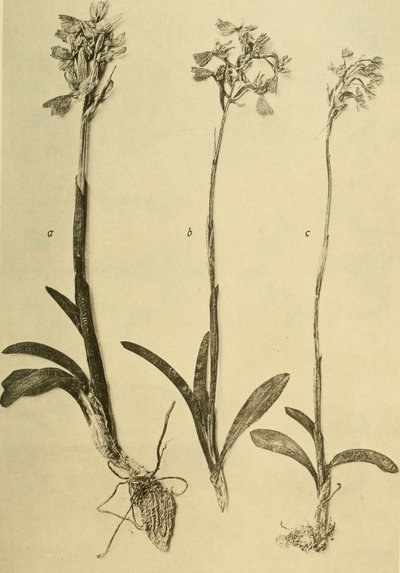 Annalen des K.K. Naturhistorischen Hofmuseums (1914) von Hans Fleischmann