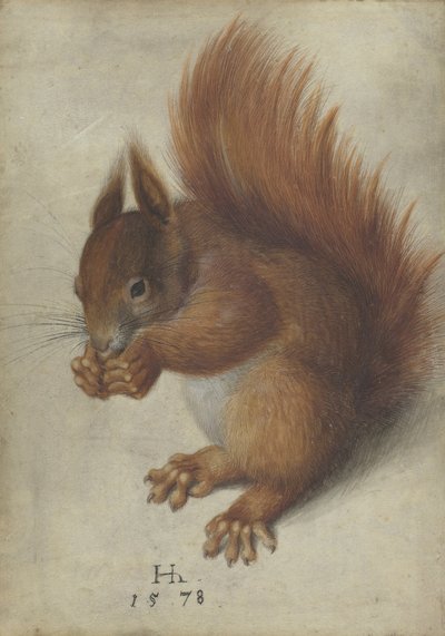 Rotes Eichhörnchen von Hans Hoffmann