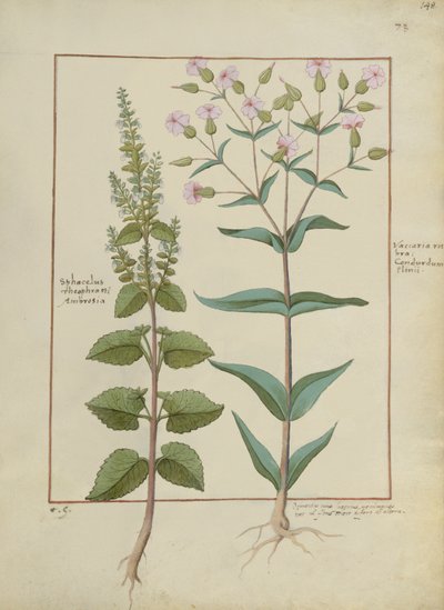 Illustration aus dem Buch der einfachen Heilmittel von Mattheaus Platearius (gest. um 1161) c.1470 von Hans Sichelbein Sichelbein