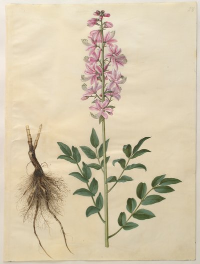 Dictamnus albus aus dem Album Gottorfer Codex von Hans Simon Holtzbecher
