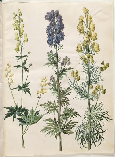 Aconitum lycoctonum (Nordischer Sturmhut); Aconitum napellus (Echter Sturmhut); Aconitum anthora (Feinblättriger Sturmhut) von Hans Simon Holtzbecker