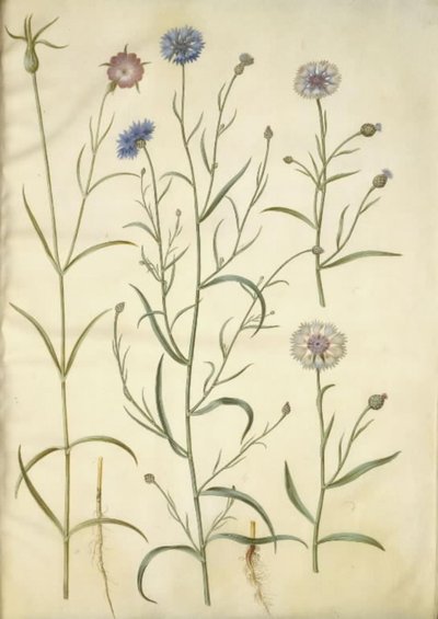 Agrostemma githago (Gewöhnliche Kornrade); Centaurea cyanus (Kornblume) von Hans Simon Holtzbecker