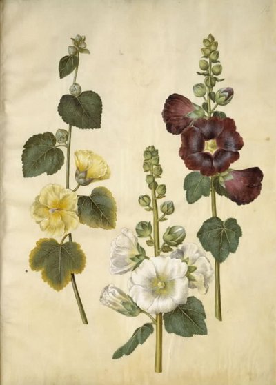 Alcea rosea (Stockrose) von Hans Simon Holtzbecker