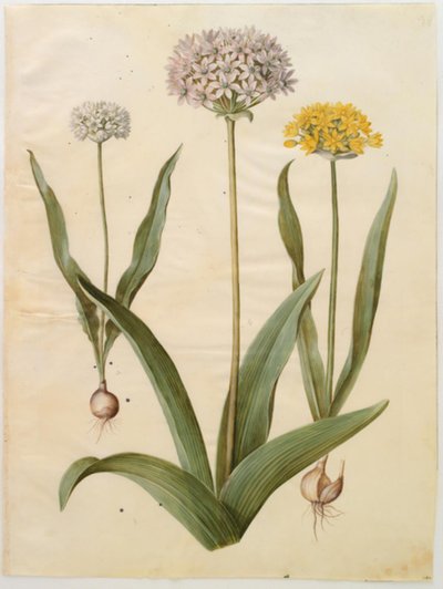 Allium moly (Gold-Lauch); Allium nigrum (Schwarz-Lauch) von Hans Simon Holtzbecker