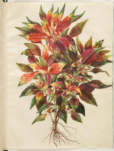 Amaranthus tricolor (Papageien-Amarant) von Hans Simon Holtzbecker