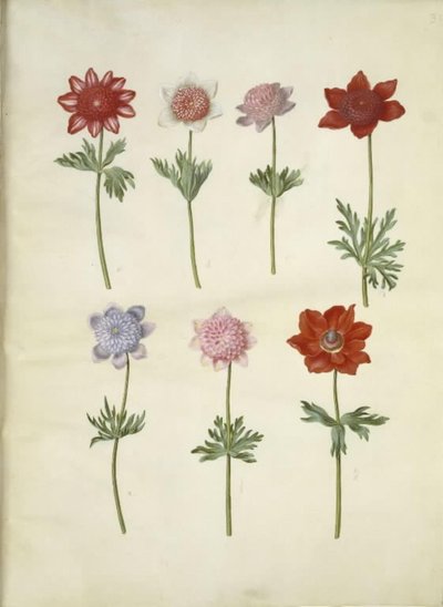 Anemone coronaria (Kronenanemone) von Hans Simon Holtzbecker