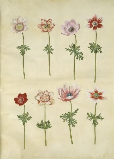 Anemone coronaria (französische Anemone) von Hans Simon Holtzbecker