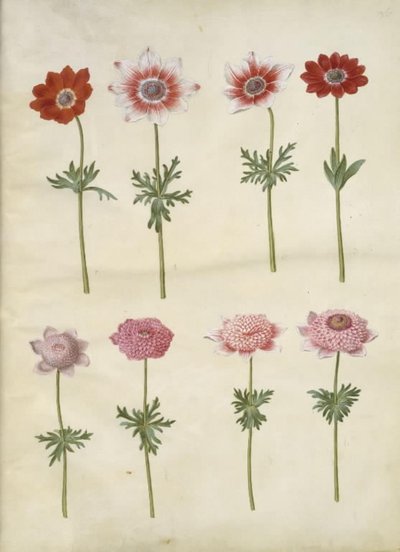 Anemone coronaria L. (Französische Anemone); Anemone pavonina (Pfauen-Anemone) von Hans Simon Holtzbecker