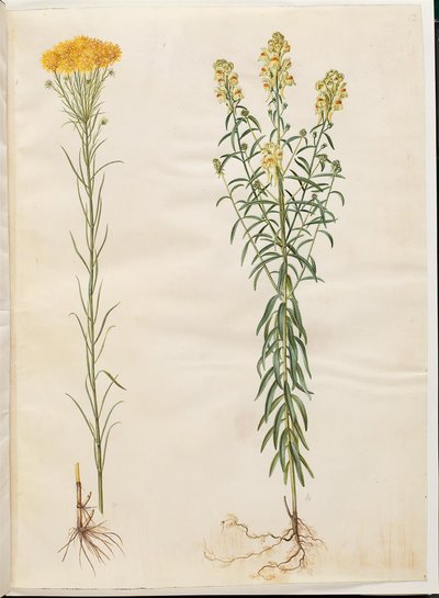 Aster linosyris (Goldhaar-Aster); Linaria vulgaris (Gewöhnliches Leinkraut) von Hans Simon Holtzbecker