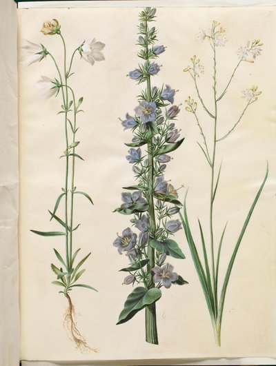 Campanula persicifolia (Pfirsichblättrige Glockenblume); Campanula pyramidalis (Pyramiden-Glockenblume); Anthericum ramosum (Verzweigte Spinnenpflanze) von Hans Simon Holtzbecker