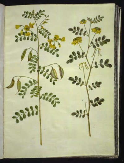 Colutea arborescens (gewöhnliche Blasenstrauch); Hippocrepis emerus (Busch-Hufeisenklee) von Hans Simon Holtzbecker