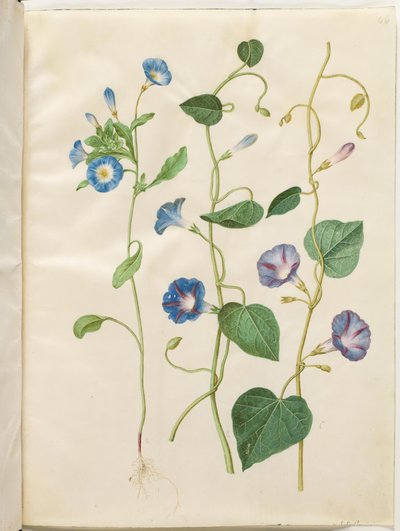 Convolvulus tricolor (Dreifarbige Winde); Ipomoea purpurea (Purpur-Prunkwinde) von Hans Simon Holtzbecker