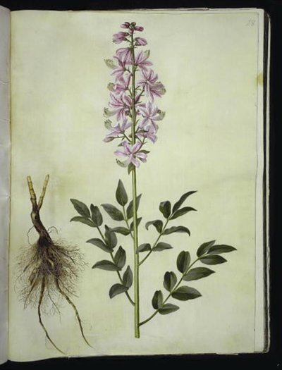 Dictamnus albus (weißer Diptam) von Hans Simon Holtzbecker