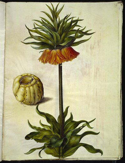 Fritillaria imperialis (Kaiserkrone) von Hans Simon Holtzbecker