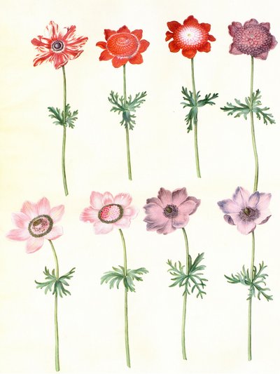 Gc25 Anemone coronaria von Hans Simon Holtzbecker