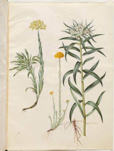 Helichrysum orientale (Strauch-Strohblume); Helichrysum Stoechas (stinkende Strohblume); Anaphalis margaritacea (gewöhnliche Perlenkörbchen) von Hans Simon Holtzbecker