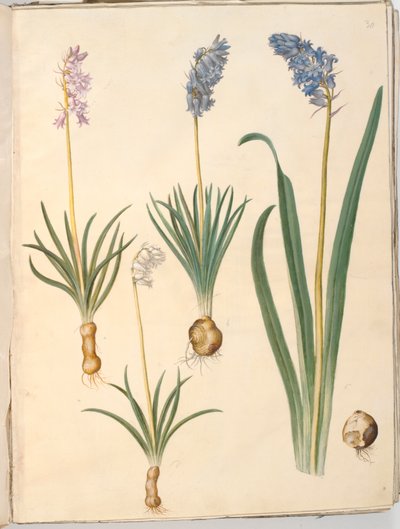 Hyacinthoides non-scripta (gewöhnliche Glockenblume); Hyacinthoides hispanica (spanische Glockenblume) von Hans Simon Holtzbecker