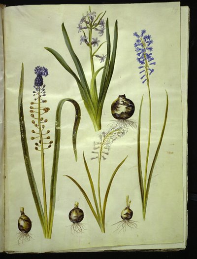 Hyacinthus orientalis (gewöhnliche Hyazinthe); Muscari comosum (Traubenhyazinthe); Brimeura amethystina (pyrenäische Hyazinthe) von Hans Simon Holtzbecker