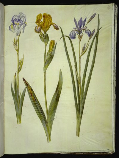 Iris pallida (Blasse Schwertlilie); Iris variegata (Bunte Schwertlilie); Iris sibirica (Sibirische Schwertlilie) von Hans Simon Holtzbecker
