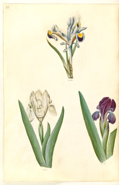 Iris persica (Persische Iris); Iris lutescens oder Iris pumila (?) (Zwerg-Iris oder niedrige Iris) von Hans Simon Holtzbecker