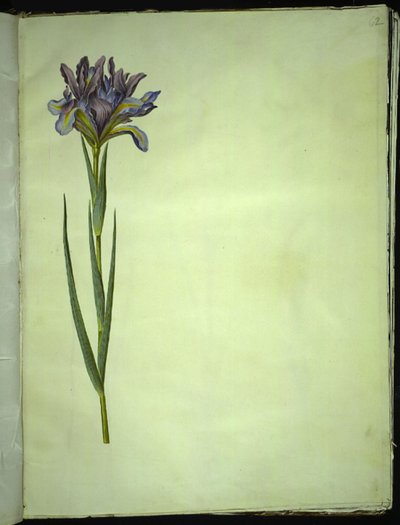Spanische Iris (Iris xiphium) von Hans Simon Holtzbecker