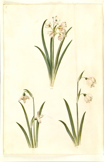 Leucojum aestivum (Sommer-Knotenblume); Galanthus nivalis (Gemeines Schneeglöckchen); Leucojum vernum (Frühlings-Knotenblume) von Hans Simon Holtzbecker