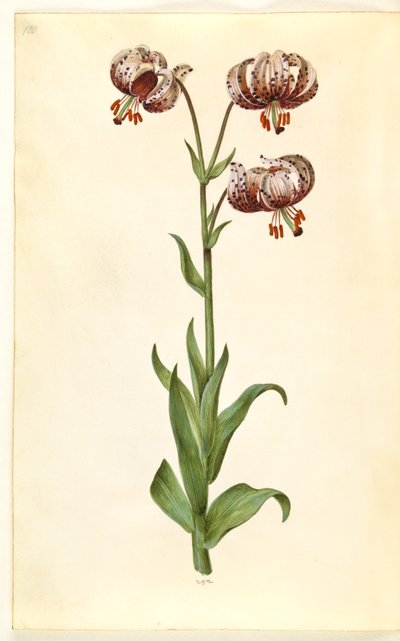 Lilium martagon (Türkenbund-Lilie) von Hans Simon Holtzbecker