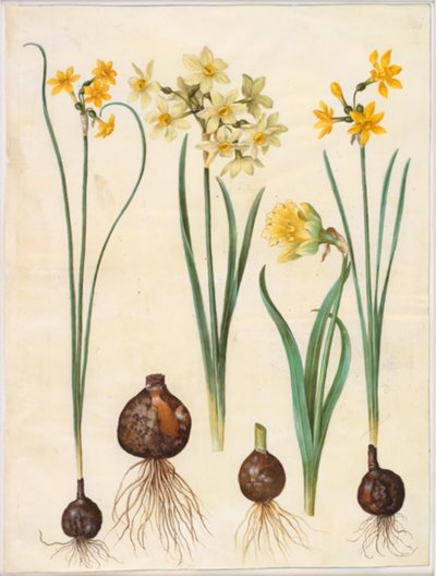 Narcissus jonquilla; Narcissus tazetta aureus; Narcissus pseudonarcissus bicolor von Hans Simon Holtzbecker