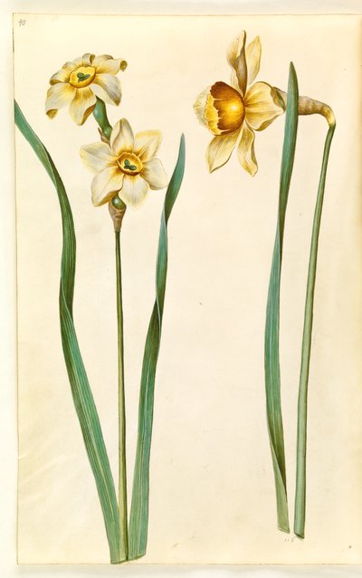Narcissus ×medioluteus (zweiblütige Narzisse); Narcissus ×incomparabilis (Gartennarzisse) von Hans Simon Holtzbecker