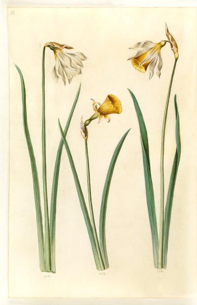 Narcissus pseudonarcissus moschatus (Moschus-Narzisse); Narcissus bulbocodium (Reifrock-Narzisse); Narcissus pseudonarcissus (Osterglocke) von Hans Simon Holtzbecker