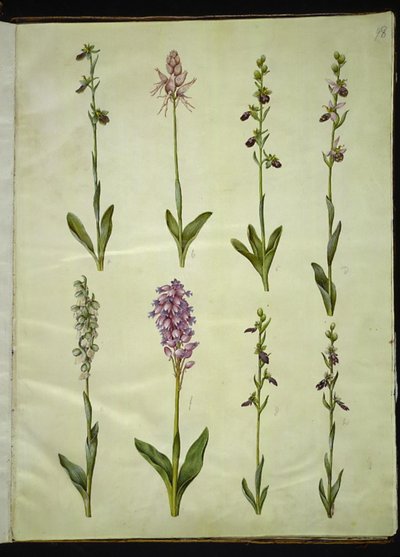 Ophrys apifera oder Ophrys sphegodes (Bienen-Ragwurz oder frühe Ragwurz); "Orchis simia" (Phantasieblume); Ophrys apifera (Bienen-Ragwurz); Orchis (Knabenkraut); Orchis militaris (Helm-Knabenkraut); Ophrys insectifera (Fliegen-Ragwurz) von Hans Simon Holtzbecker
