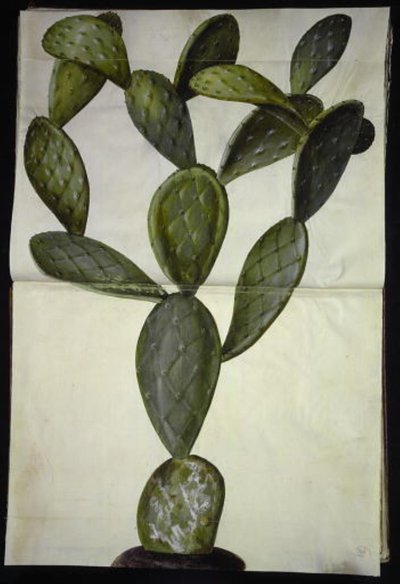 Opuntia monacantha (Feigenkaktus) von Hans Simon Holtzbecker